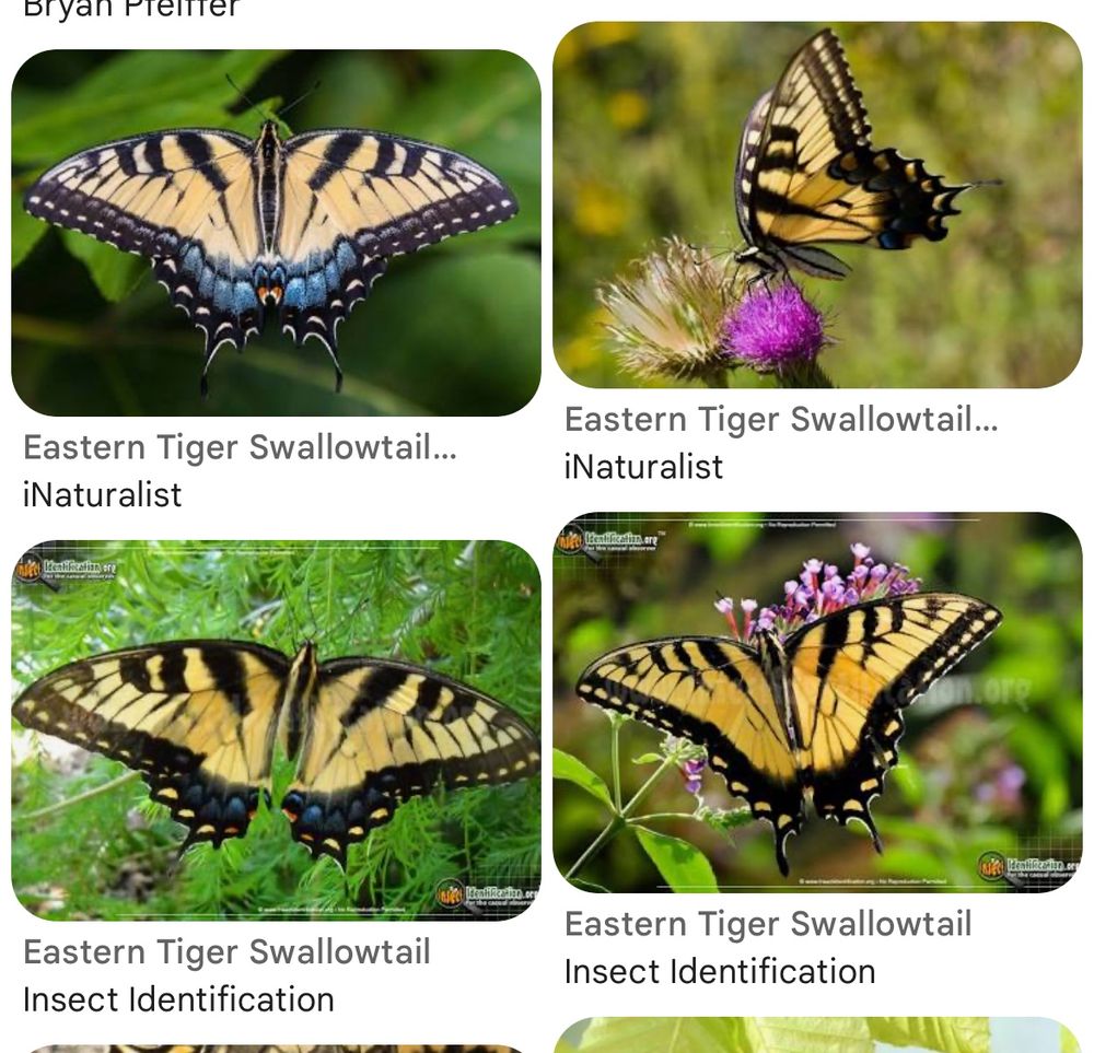 Eastern Tiger Swallowtail butterfly