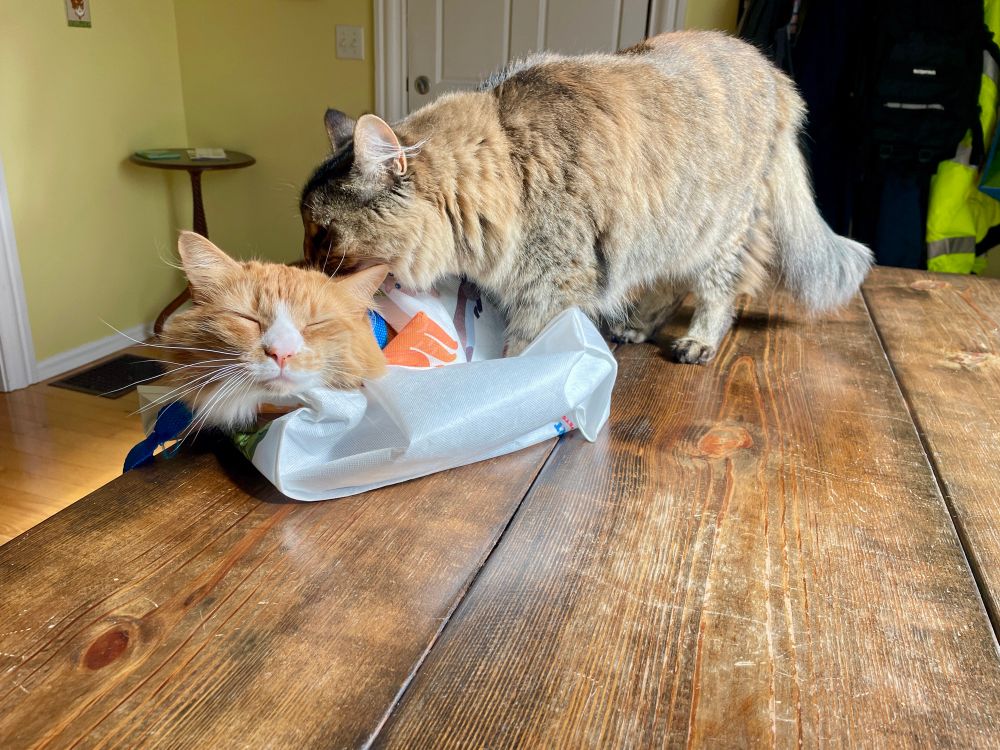 Kitty #2 comes to sniff around 