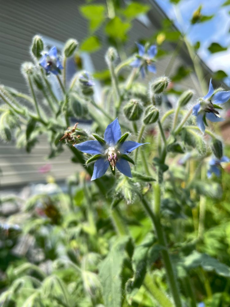 Borage