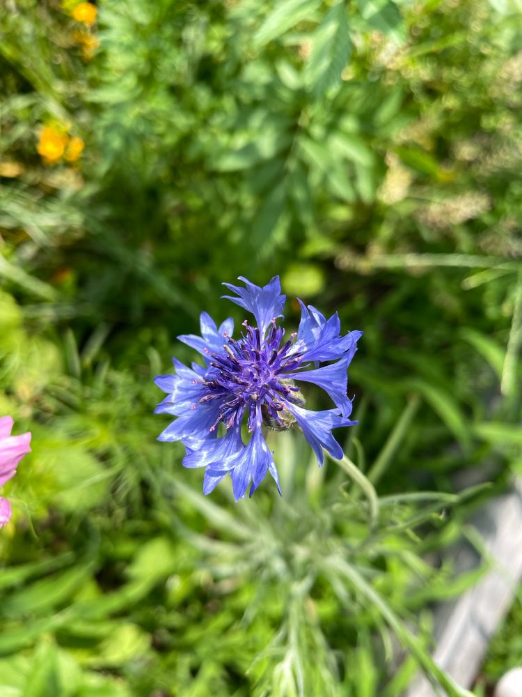 Cornflower