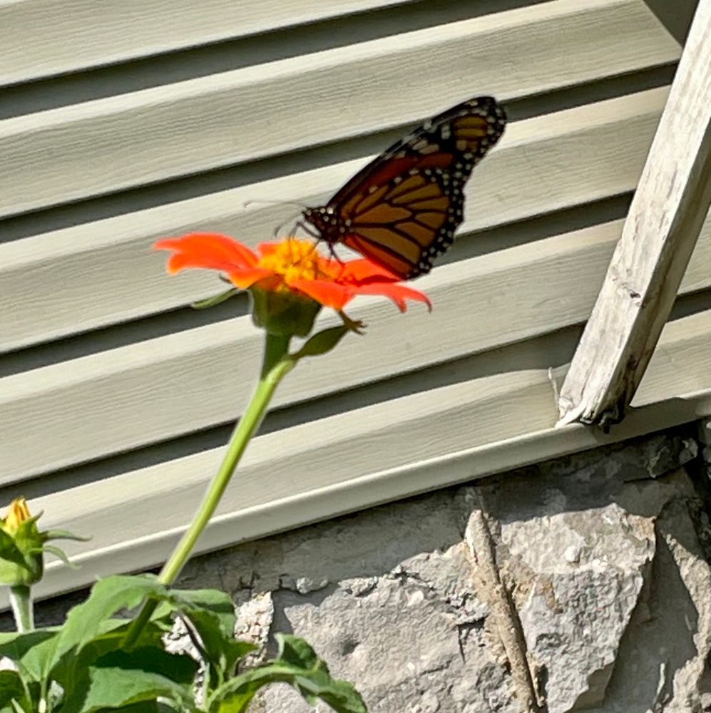 Monarch butterfly 