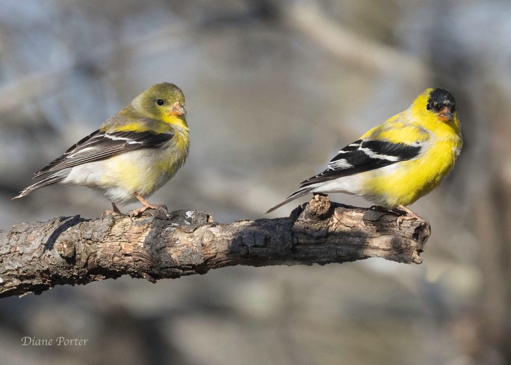 Female and male American Goldfinch 