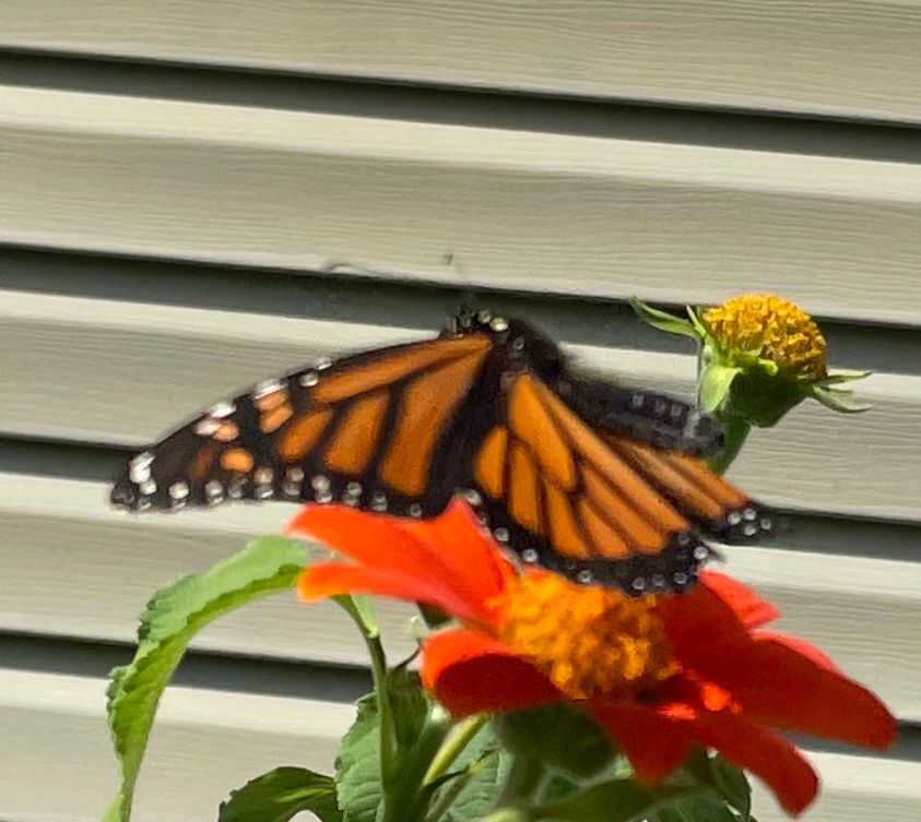 Monarch butterfly taking flight 