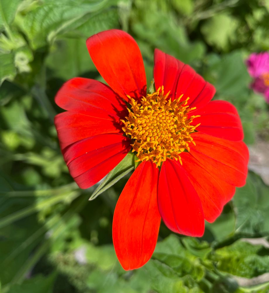 Red Sunflower 