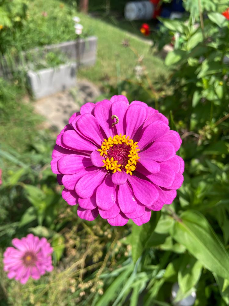 Purple Zinnia