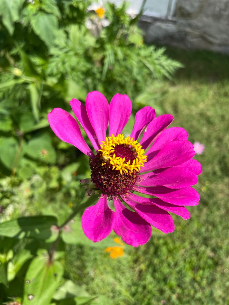 Zinnia