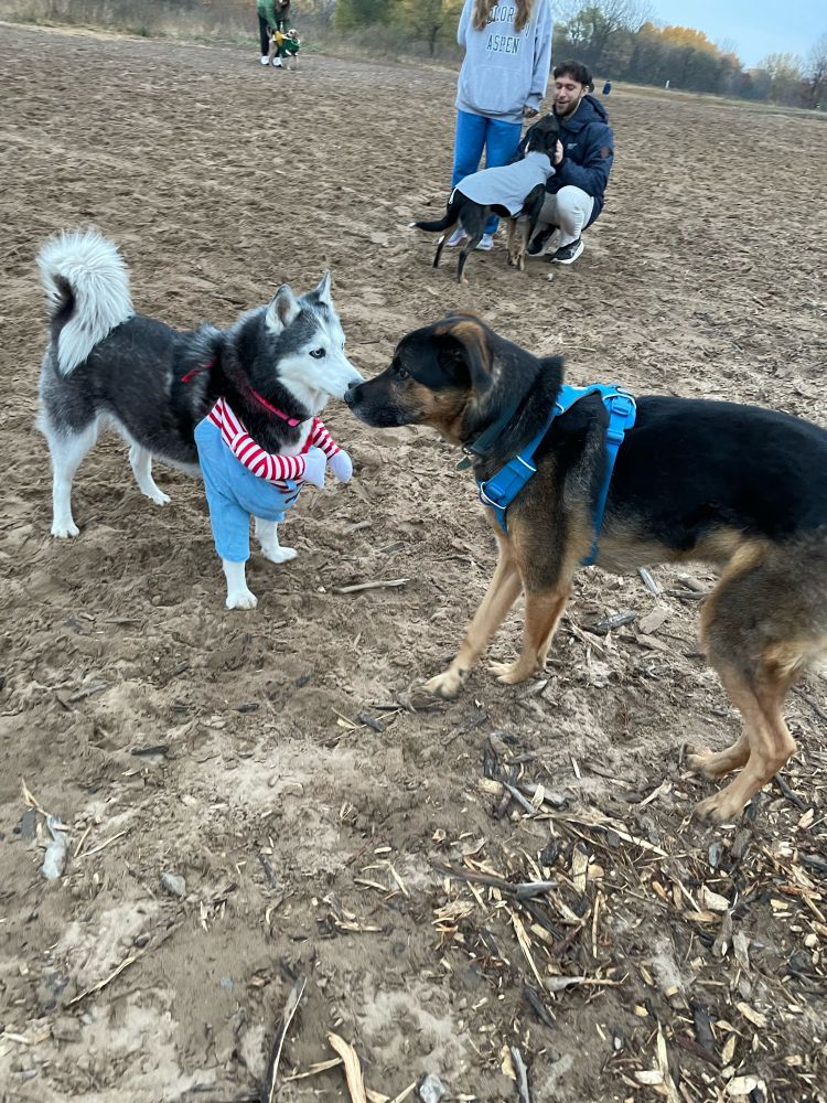 German shepherd mix dog meeting a husky dog in a costume 