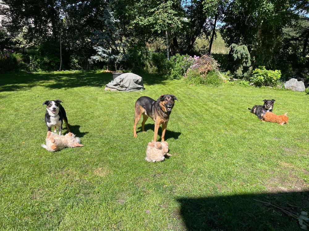 Dogs and stuffed cows