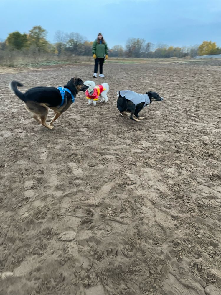 Dogs running by a dog in a Halloween costume at a dog park 