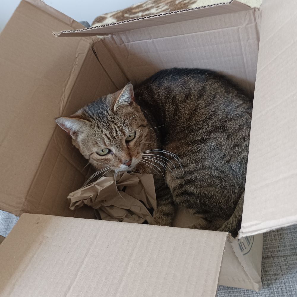 Eine getigerte Katze sitzt in einem Karton.