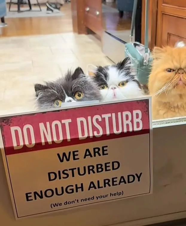 A "DO NOT DISTURB WE ARE DISTURBED ENOUGH ALREADY" sign in front of three cats peeking over it. 
