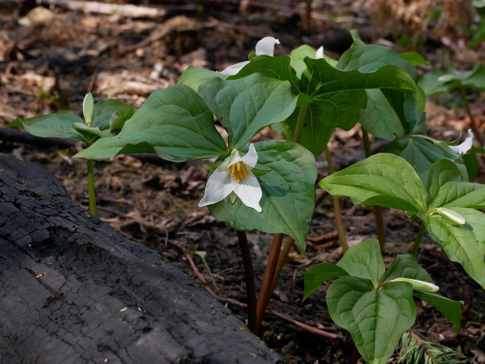 Trilliums blooming next to a burnt log. Trillium have 3 green leaves, 3 white petals and 6 yellow stamens. The ground is bare, cleared by the fire.