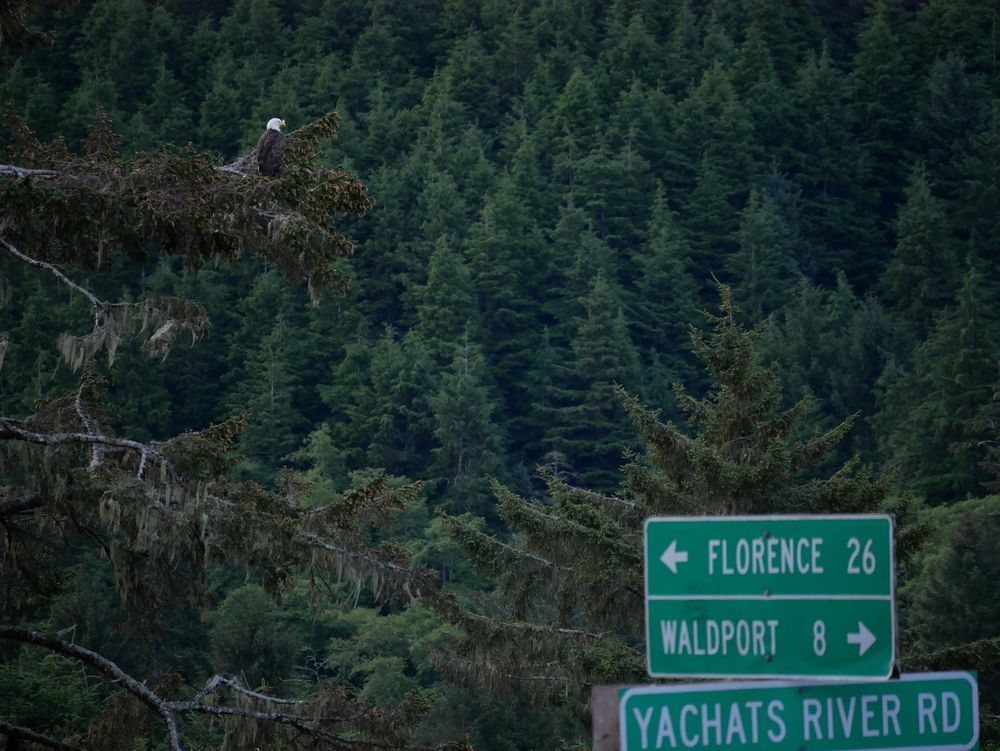 A bald eagle perched in a fir tree with a fir covered hillside in the background. The road signs read Florence 26, Waldport 8 and the cross street is Yachats River Road