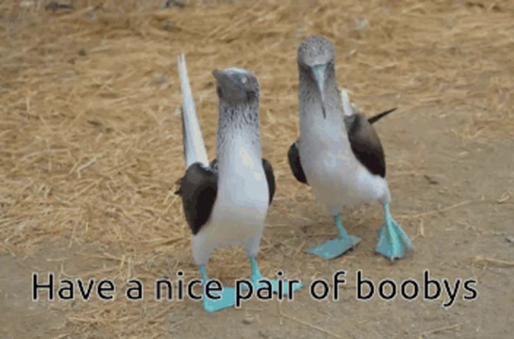 Boobys Birds GIF