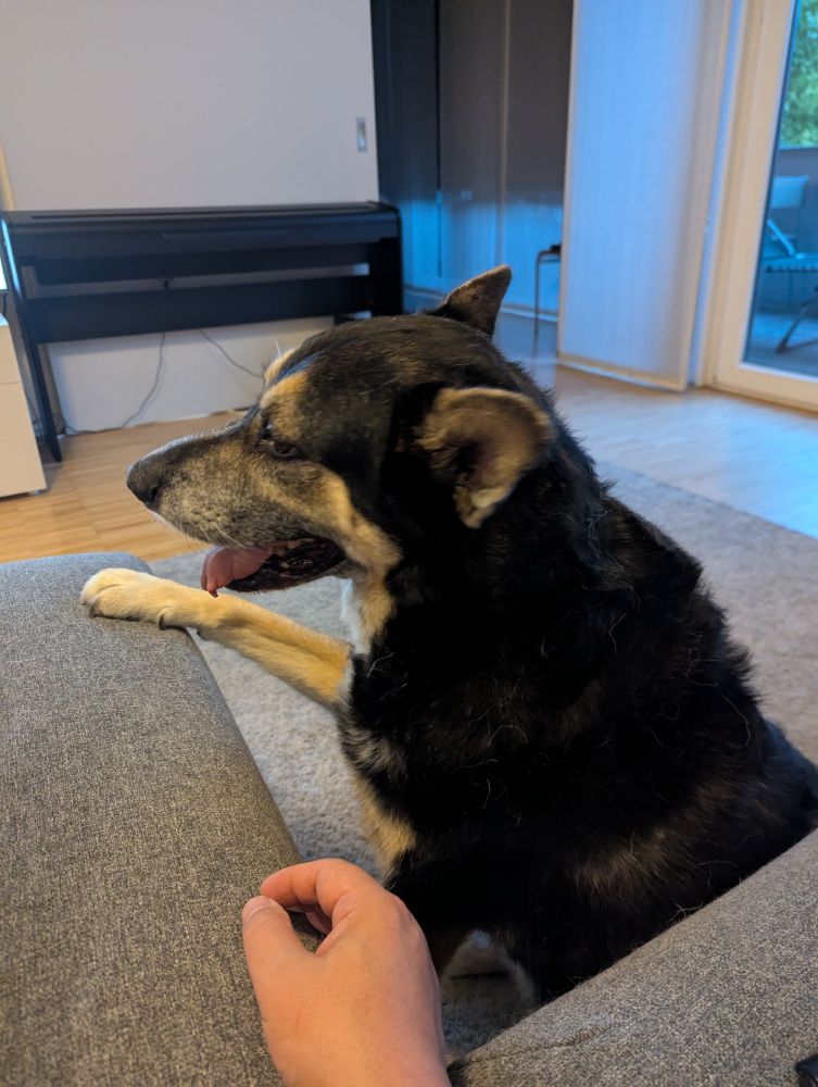 Spino (Schäfermischling) sitzt beim Sofa