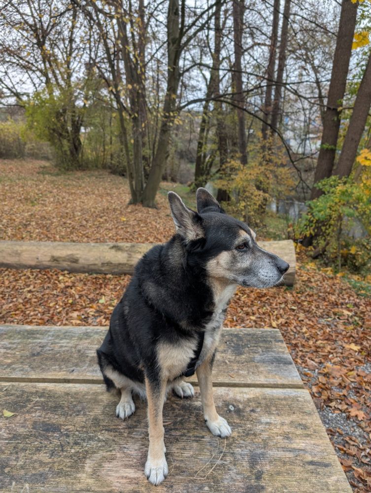 Ein Schäfermischling sitzt in einem Wäldchen 
