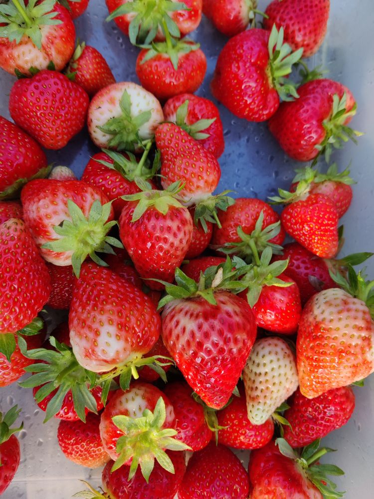 Strawberries 