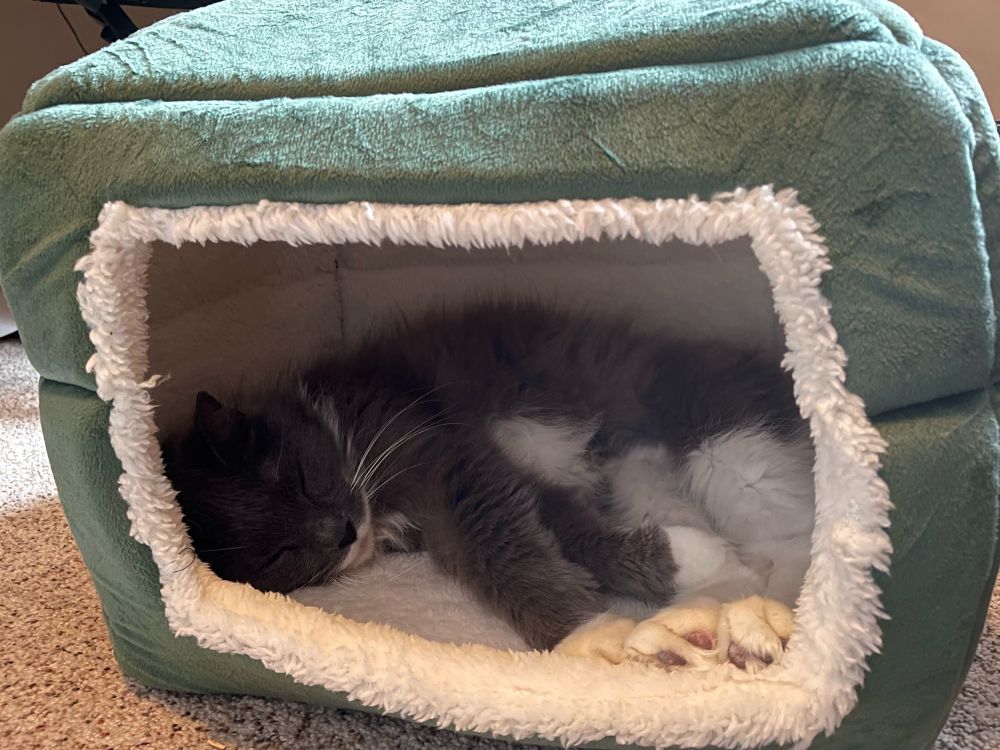 A gray and white cat sleeping in a cat cave.