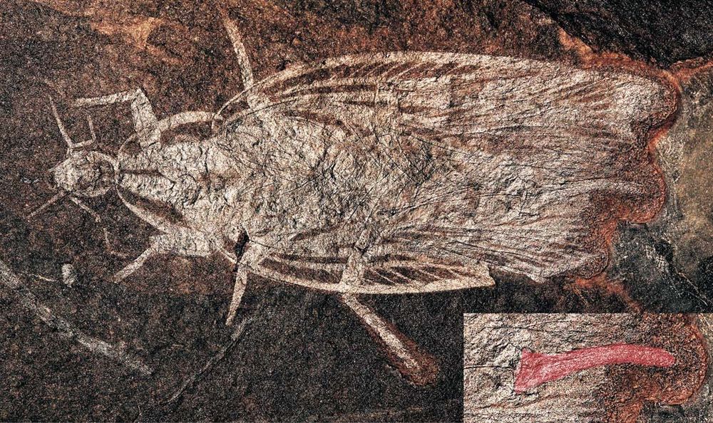 A brown rock, with a lighter fossil insect in it. The fossil has a head with antennae (left), then a pronotum (~shiled shape plate), and then long wings with prominent veins. Under these you can make out some of the walking legs. Inset is a close up of a long structure towards the back of the animal, which it used to lay eggs in life.