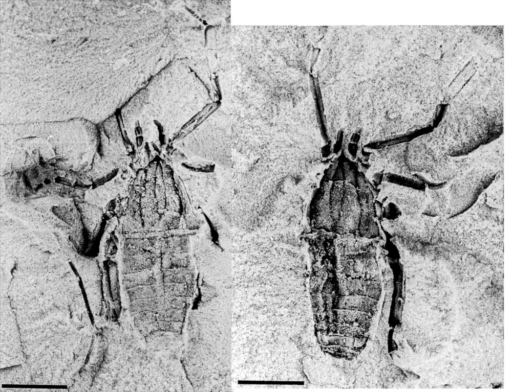 Two balck and white photographs showing the dorsal (back) surface of a fossil in a rock. The fossil is darker than the surrounding rock, and has a body starting with a bit of a point, then a front half, like a spider except a bit suqarer, and a posterior that - unlike a spider - is segmented. It was some legs visible, but much of them is buried in the rock. There is a (4mm, if you're intetested) scale bar on the image.