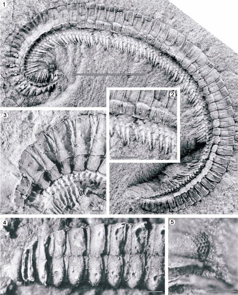 A fossil millipede in a black and white photograph. The millipede as a whole is shown in panel A, it is curled, and has clear segments in its trunks, under which are legs sticking pointing inwards. Below this are close ups of different bits of the millipede including the legs in hte middle of the body, dorsal ornamentation, the head, and an ocellarium (~eye).