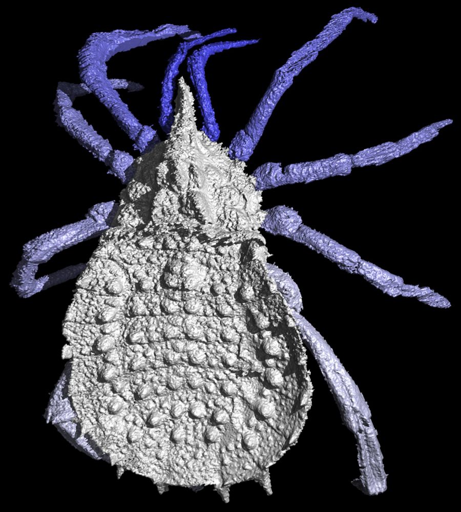 A CT scan of the fossil described from the photos - this has a white body and purple limbs, and is rendered on a black background. 