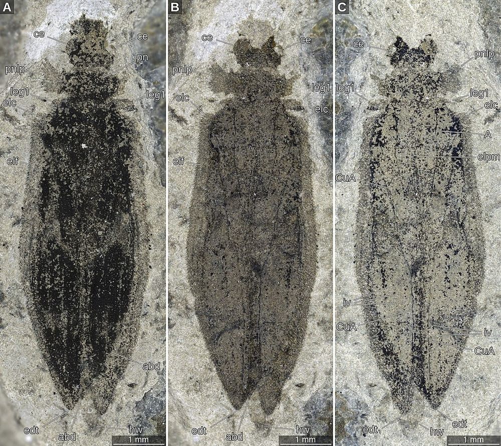 A photograph of a fossil insect in a rock. The rock is beige fossil black, and kinda patchy in colour. It has a head towaerds the top, and the majority of the fossil is two easy to spot wing cases, which is how we know this little dude(tte) is a beetle. 
