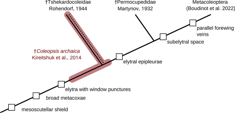 A phylogenetic tree showing a bunch of different taxa, and where this fossil might sit. Original caption: Phylogenetic position of †Coleopsis archaica (red) based on apomorphies visible in the fossil re-described here. †Tshekardocoleidae is designated as potentially non-monophyletic, due to the absence of apomorphic characters. The clade Metacoleoptera (Boudinot et al. 2022) includes all extant beetles and the stem group taxa except for †Tshekardocoleidae, †Permocupedidae and †Coleopsis archaica.