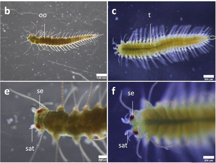 A panel showing two stolons from an Annelid - these are segmented organic things that look a lot like worms. The image shows a female stolon (left), and male one (right). Both are yellowish on a grey to blue background, with red eyes, and segmental structures poking off. 