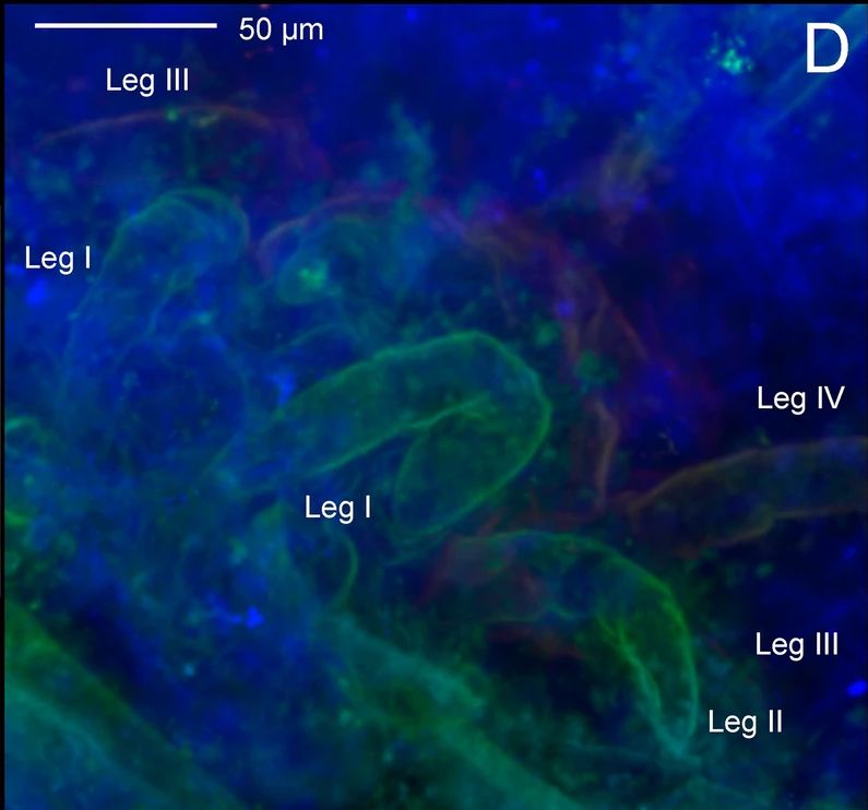 A confocal laser microscopy image identical to the last one, but in this case the host rock is blue, and the cuticle of the animal is green thanks to the lasers. 
