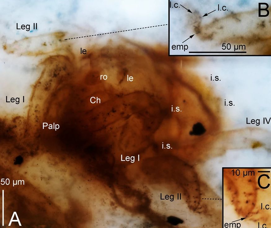 A microscope image of a mite in clear rock. The animals itself is an orange to brown colour, and you can see tiny legs protruding from a brown blod. TBH you kinda have to squint a bit to see it here, which makes it all the more amazing anyone found it. Inset are images of the ends of its legs