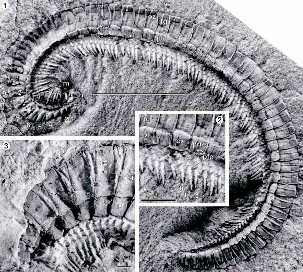 A black and white photo of a really beautiful fossil millipede. The main part of the picture shows the millipede curled up, you can see tens to undreds of legs on the inside surface, and clear segmentation on the outside surface. TBH it looks a lot like living millipedes. It has a 2cm scale bar. Inset are picture of its legs, and what you can see of the ornament on its dorsal surface. 