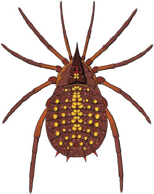 A coloured reconstruction of this fossil, which is a dark red all over, with yellow spines.
