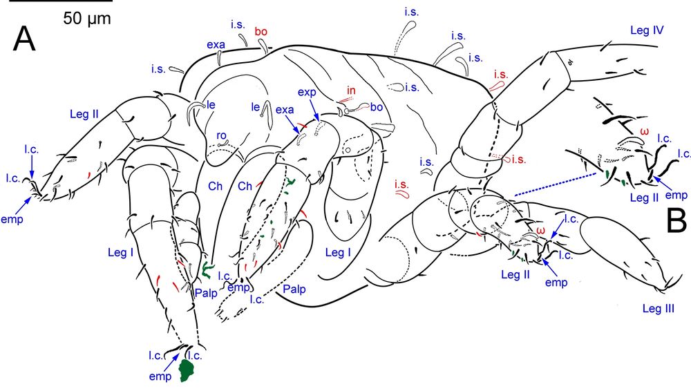 A labelled line drawing of the same mite specimen