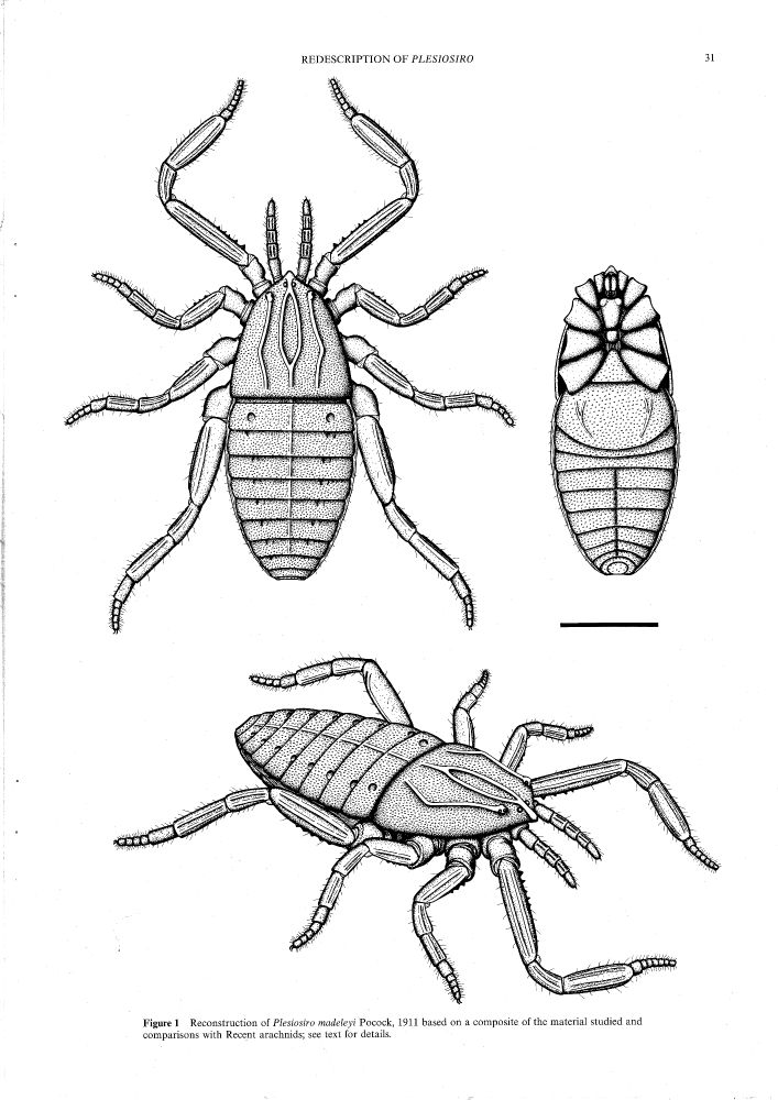 A black and white reconstruction of this animal in pen, showing if from above, its underside, and in an angled face on view. 