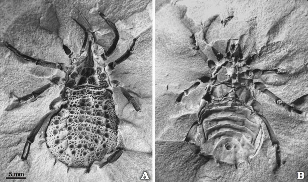An image of a fossil arachnid shown in doral (left) and ventral (right) view. The photos are black and white and the animal itself looks a bit like a spider, although it isn't. It has a tear drop chaped body covered with dense spines, and an anterior point. It doesn't have the narrowing between the front and the back of the body that spiders do. 