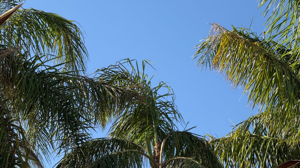 Green palm fronds in front of a cloudless blue sky. 