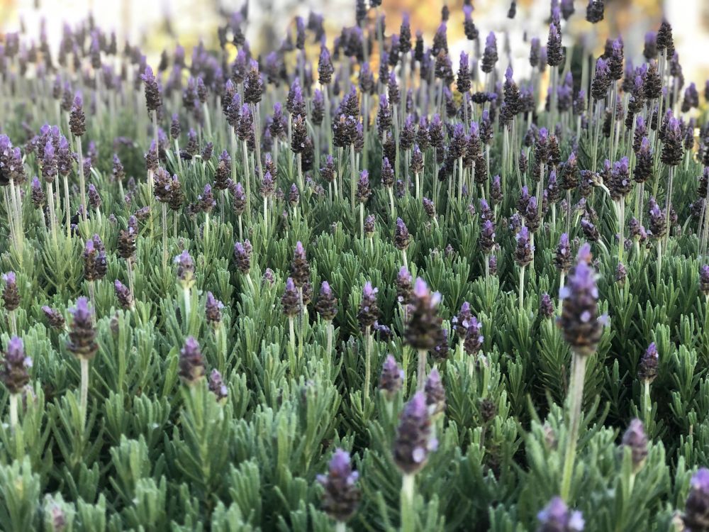 Lavender starting to bloom.  