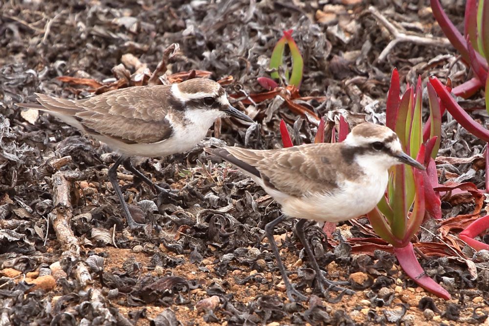 Two Wirebirds on the ground