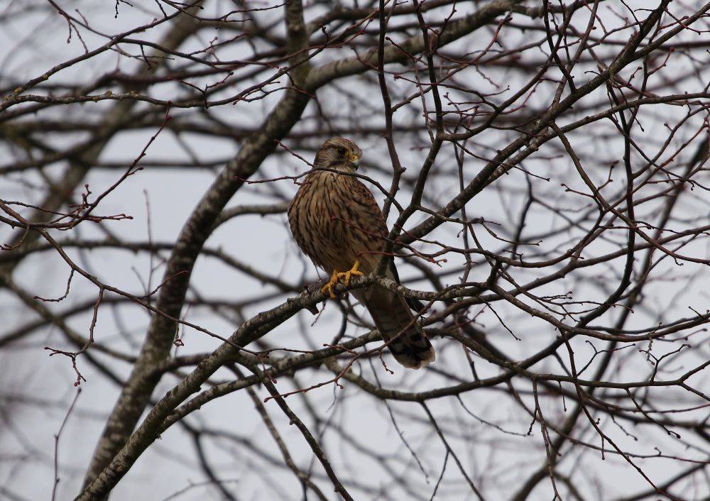 Female kestrel in tree