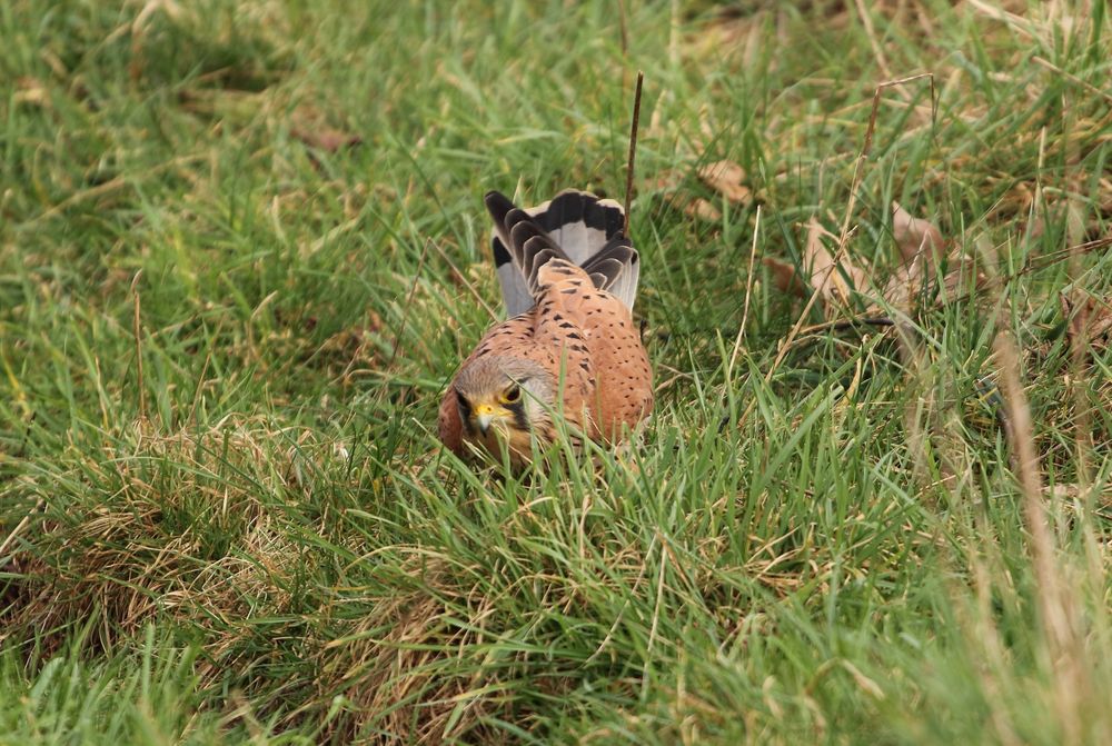 Male kestrel on ground