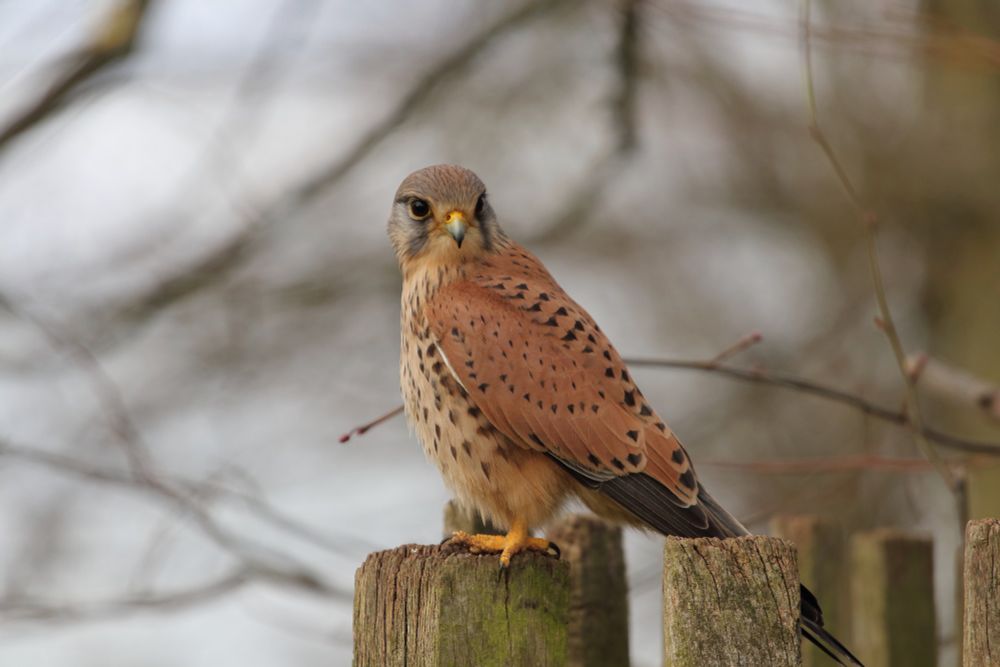 Male kestrel on post