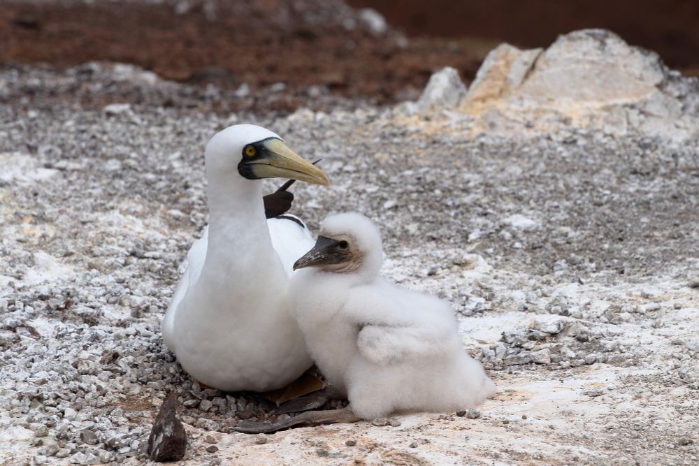 Masked booby and chick, St Helena