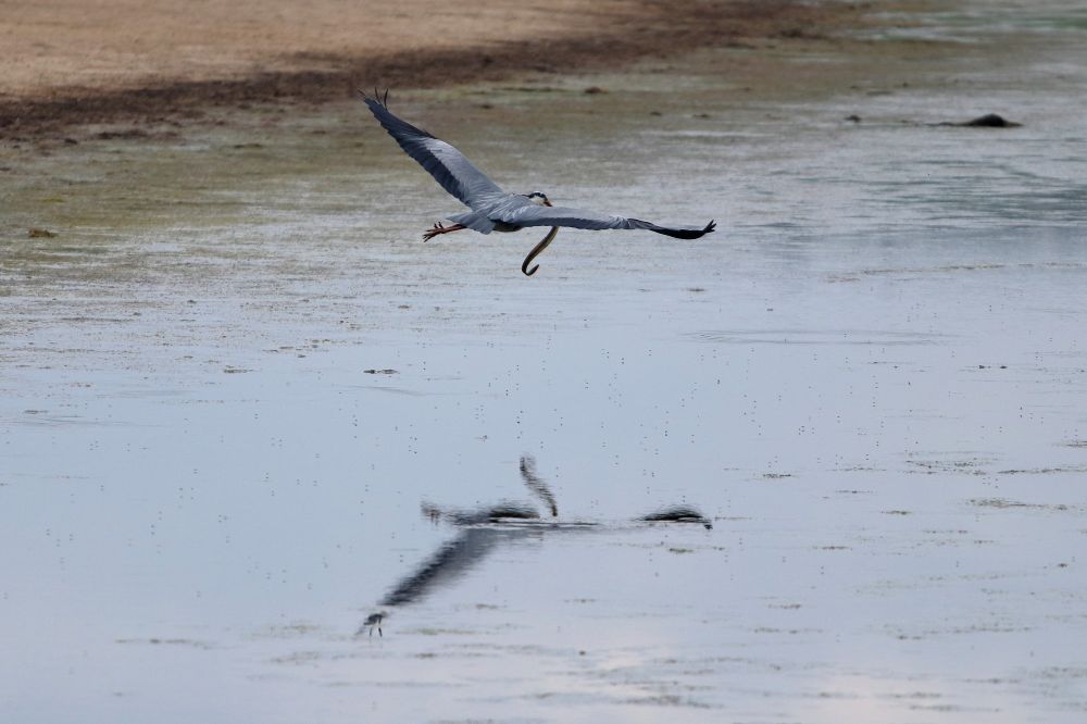 Grey Heron in flight with its prey - an eel - both reflected in the water