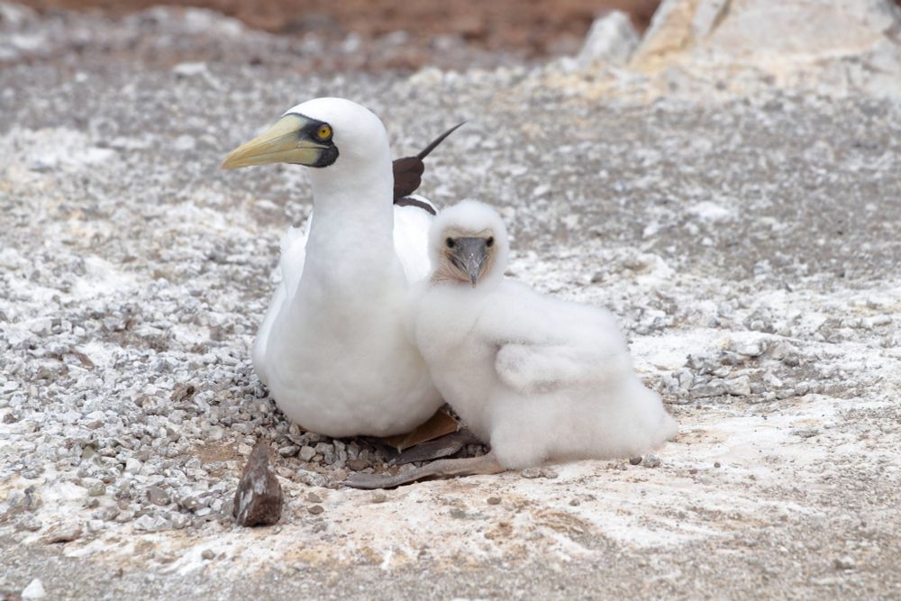 Masked booby and chick, St Helena