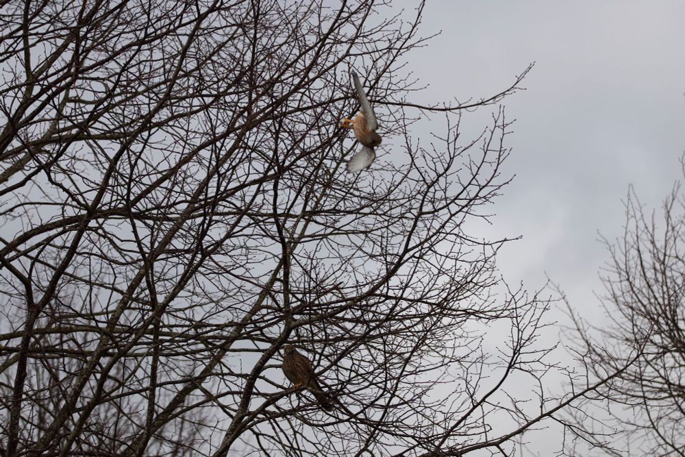Female kestrel in tree watching male kestrel dive past