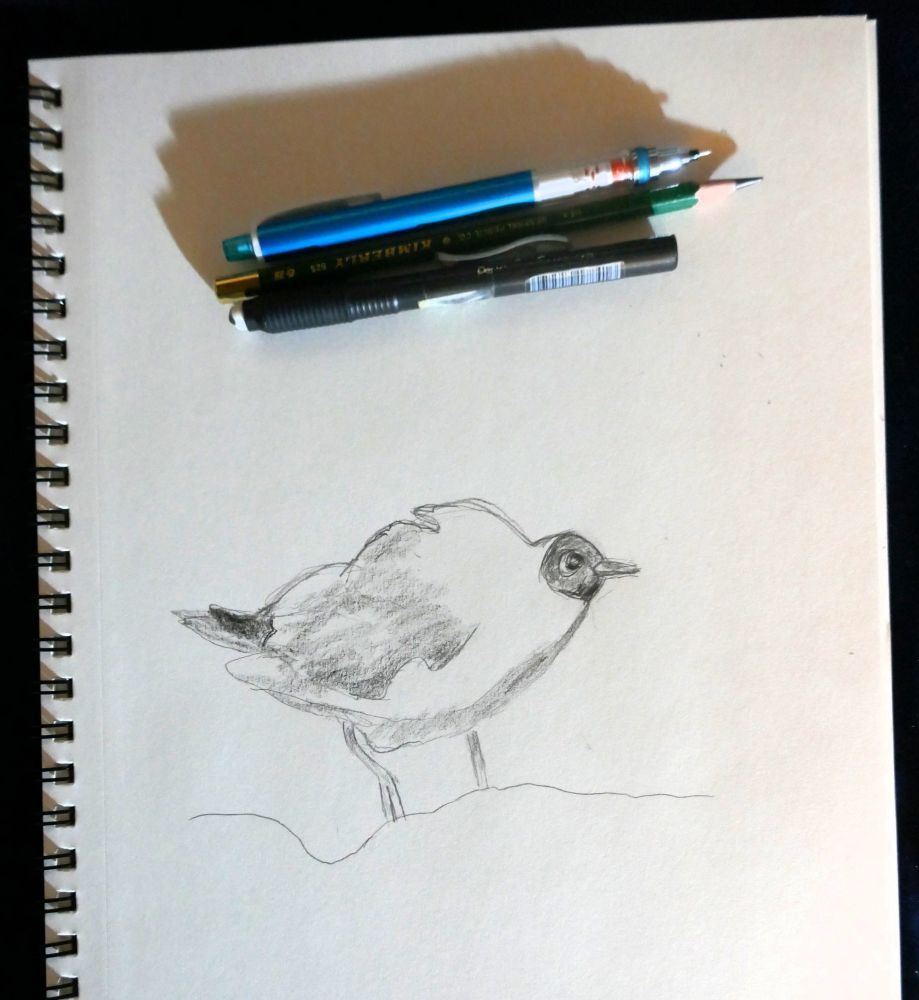 A black and white pencil sketch of a black headed gull bird with a frumpy expression, sketched for Birbfest 2025.