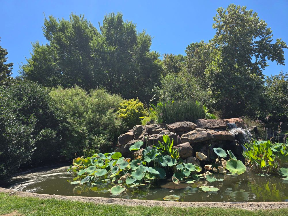 An assortment of rocks, bushes, lilypads and other aquatic foliage.