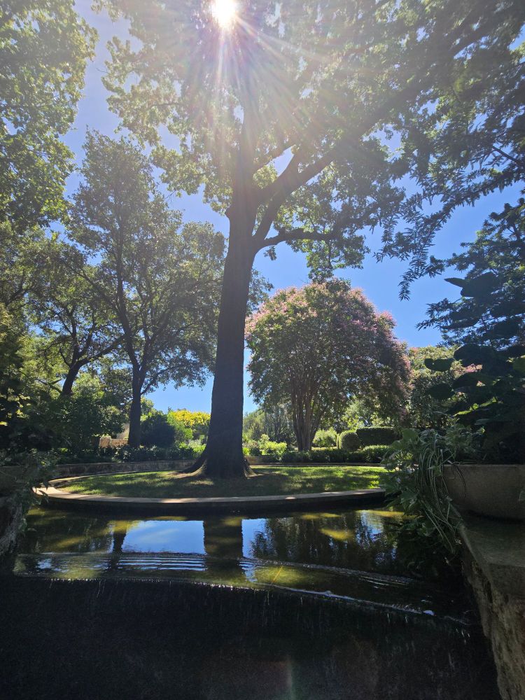 A very tall tree on a small circular island surrounded by still water. The sun is shining intensely through the leaves. 