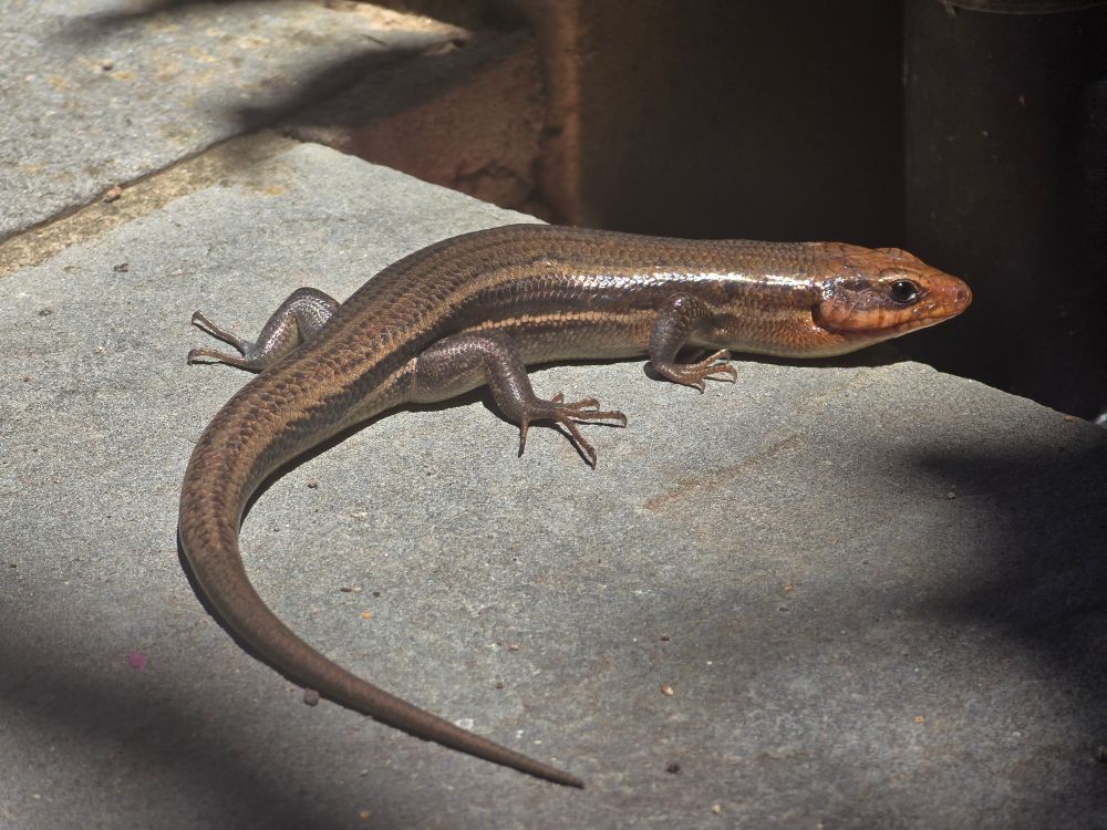 A close shot of a monitor lizard on the sidewalk.